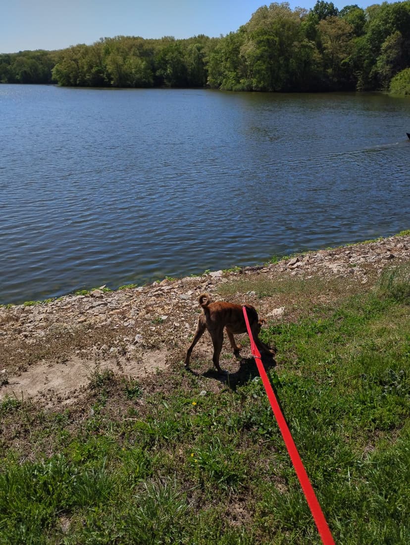 City resident walking their dog at Lake Nellie